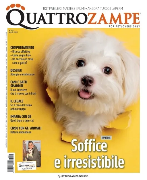 Quattro Zampe (italiano)